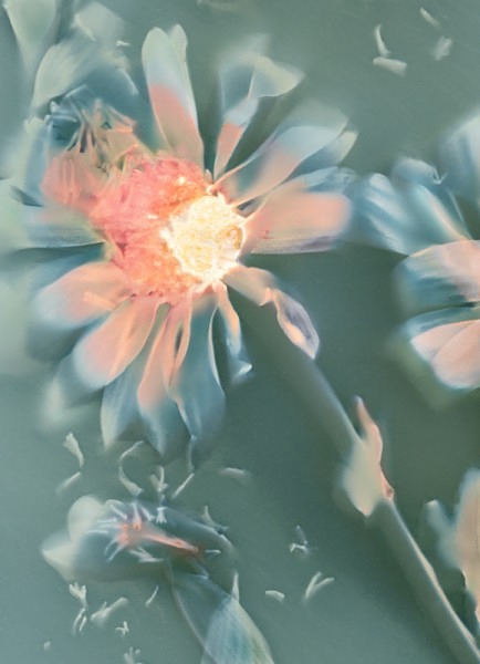 Chrysanthemum - Ghost Flowers