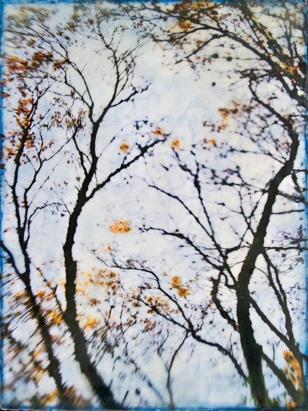  - Among the Trees
