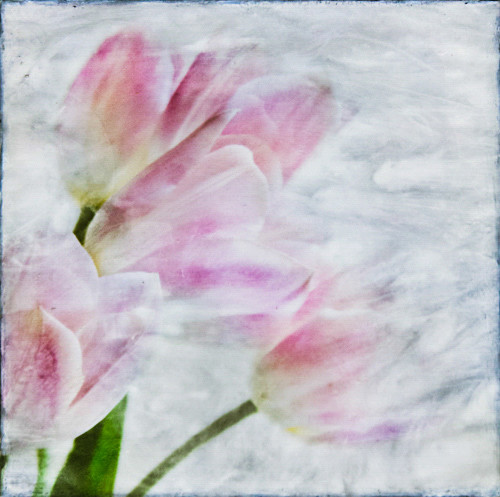 Pink Tulips - Botanica