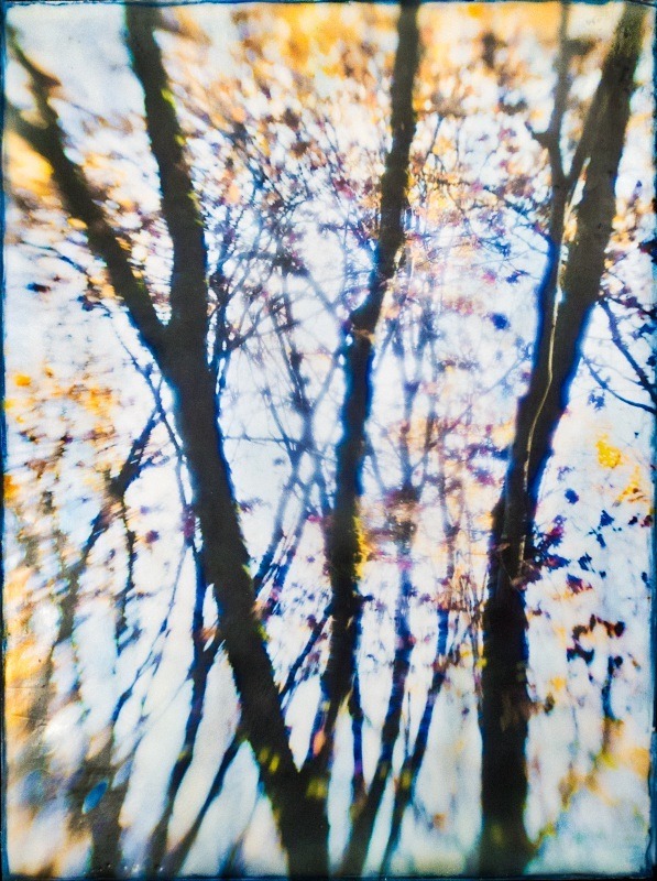  - Among the Trees