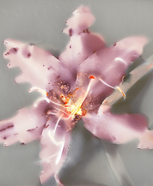 Stargazer Lily - Ghost Flowers