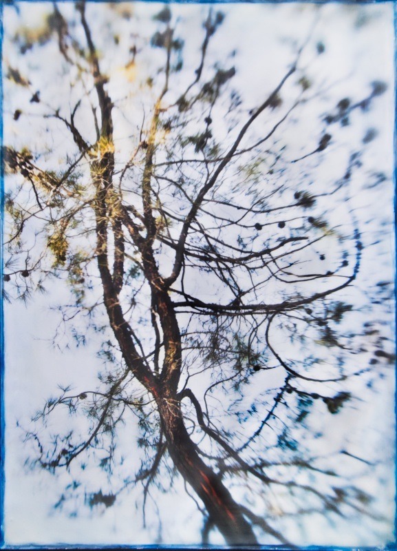 trees, encaustic, photograph - Among the Trees