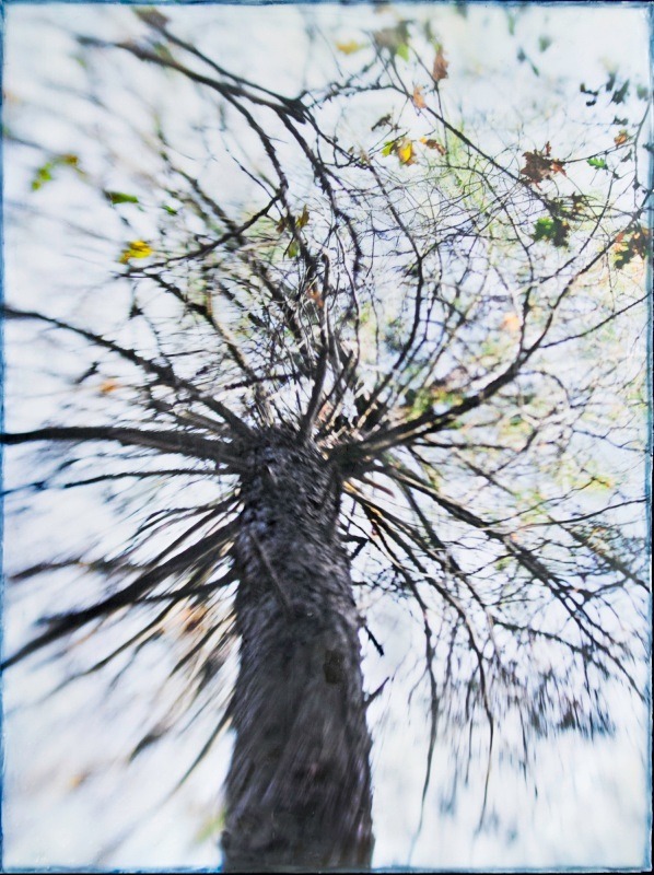  - Among the Trees