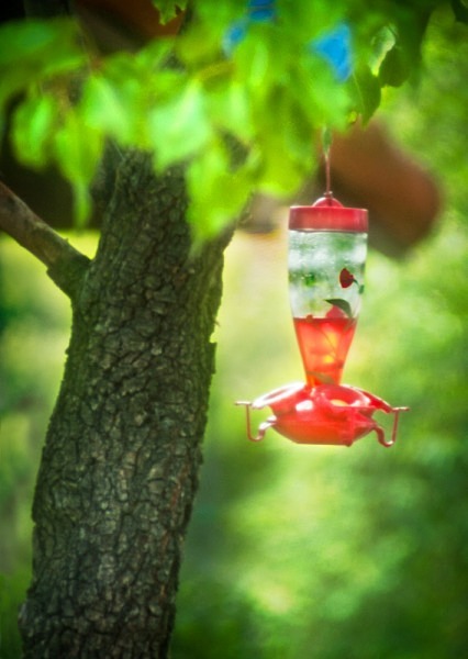 Hummingbird Haven - The Backyard Series