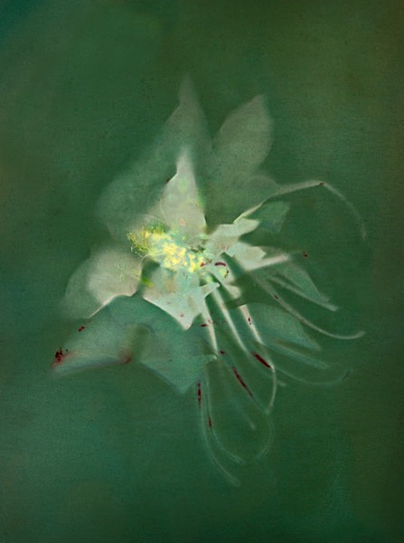 Columbine #1 - Ghost Flowers