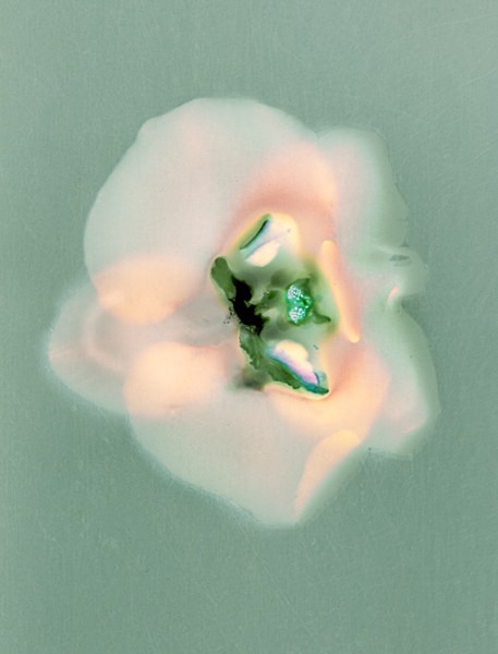 Orchid - Ghost Flowers