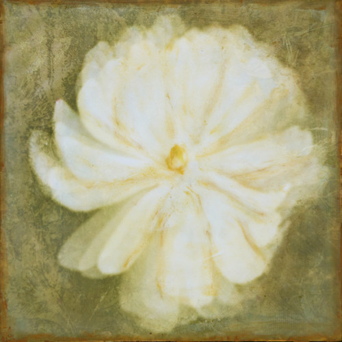 Magnolia - Botanica