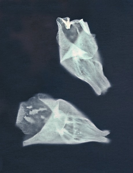 Foxglove - Ghost Flowers