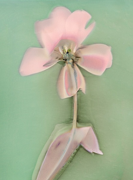 Tulip - Ghost Flowers