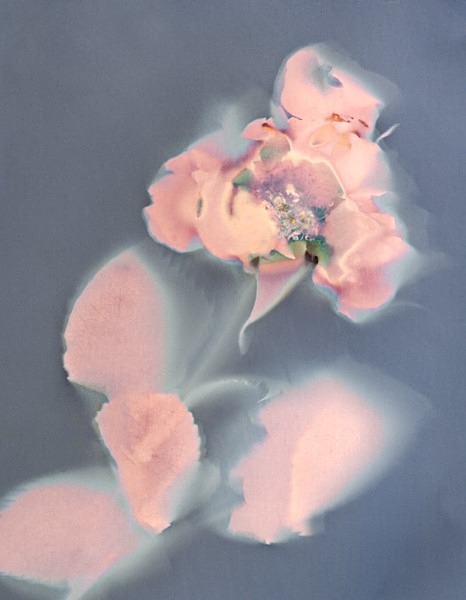 Rose #2 - Ghost Flowers