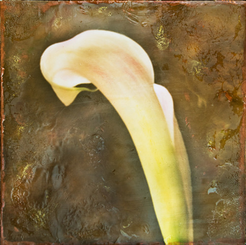 Calla - Botanica
