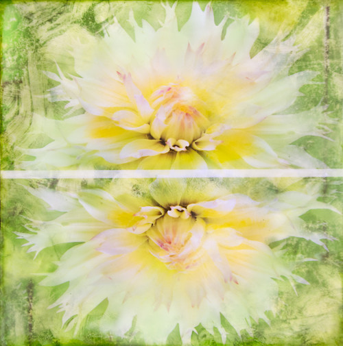 Dahlia - Botanica