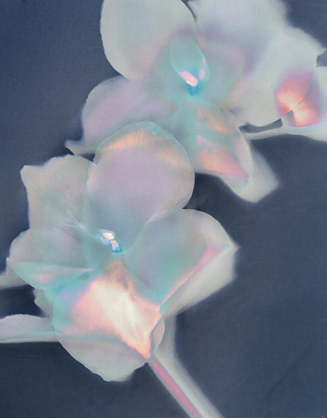 Hellebore - Ghost Flowers