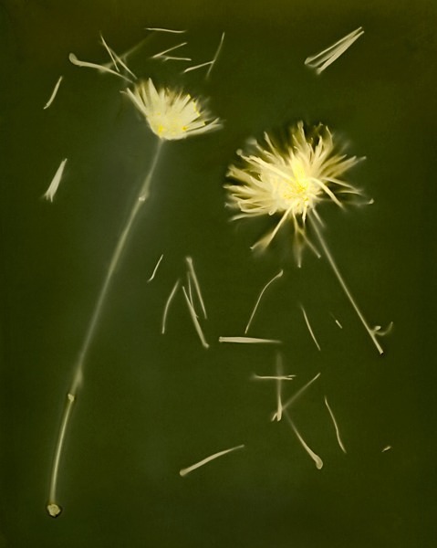 Two Chysantheumus - Ghost Flowers