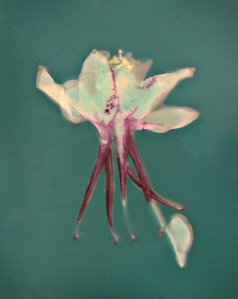 Columbine #2 - Ghost Flowers