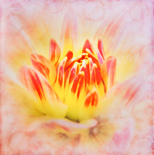 Dahlia - Botanica