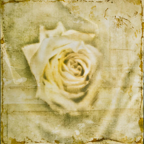 Yellow Rose - Botanica