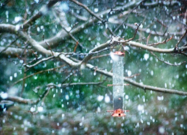 Quiet No Birds - The Backyard Series