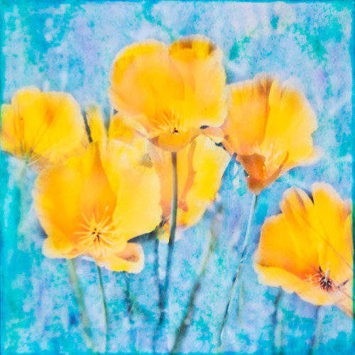 Poppies - Botanica