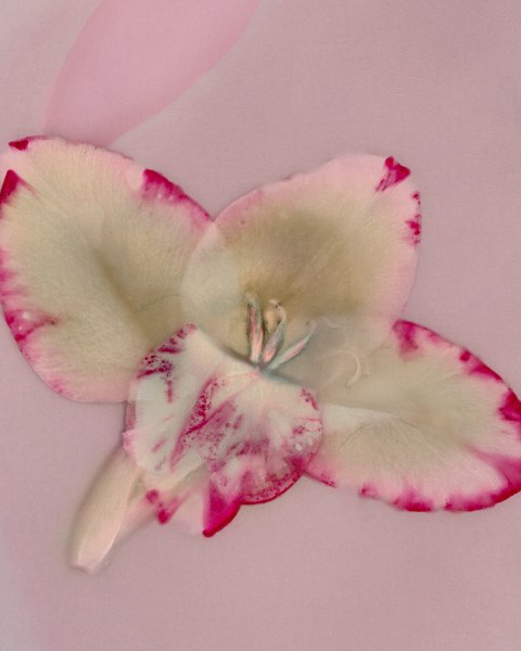 Gladiola - Ghost Flowers