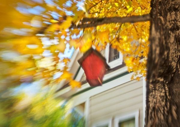 Scarlet Birdhouse - The Backyard Series