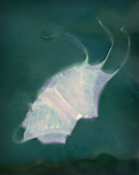 Angel's Trumpet - Ghost Flowers