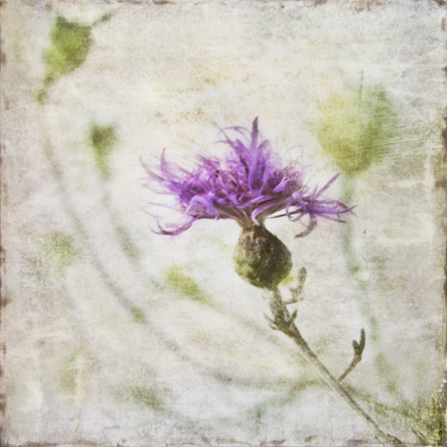 Love in the Mist - Botanica
