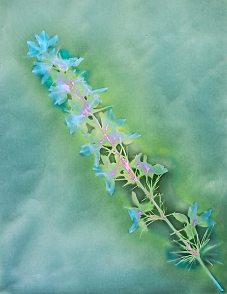 Larkspur - Ghost Flowers