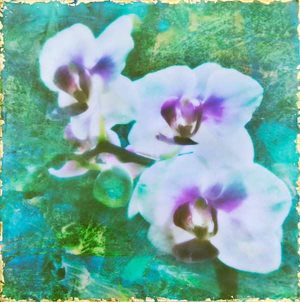 Orchids - Botanica