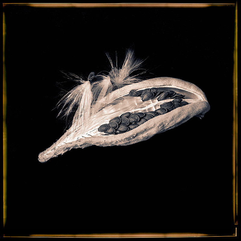 Milkweed - Pods and Seeds