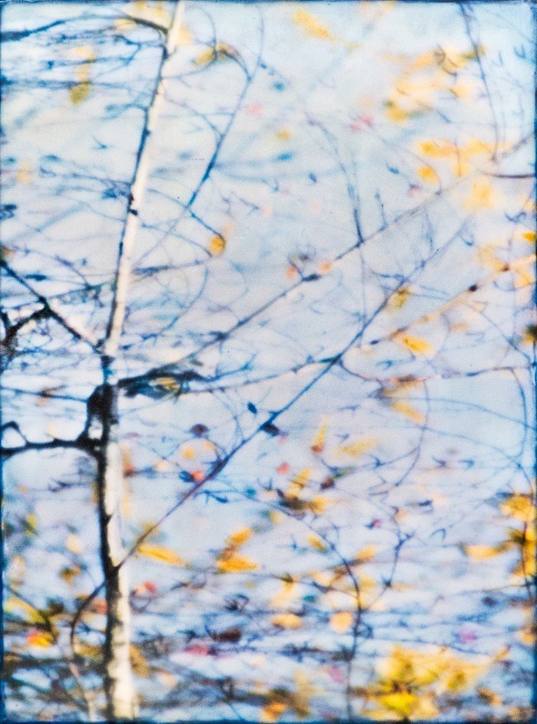  - Among the Trees