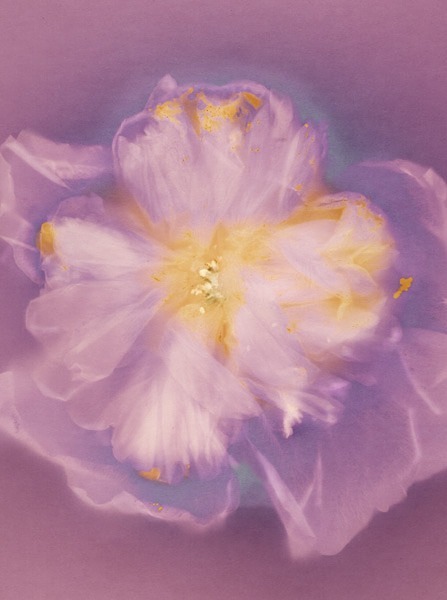 Hollyhock - Ghost Flowers