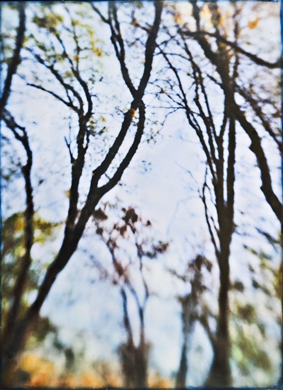  - Among the Trees