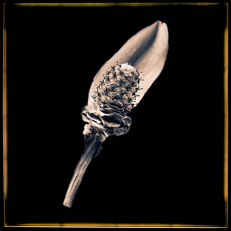 Small Magnolia - Pods and Seeds