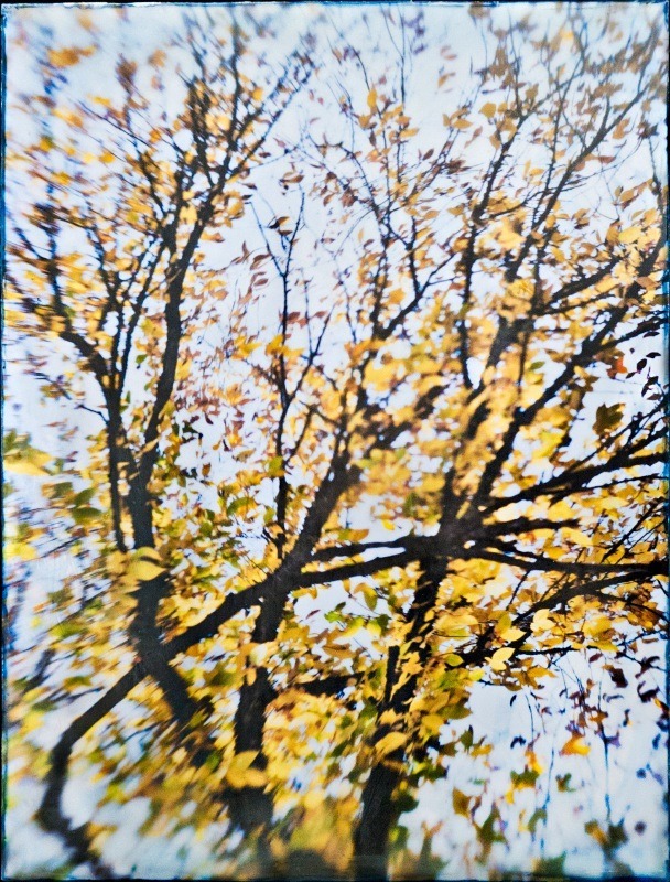  - Among the Trees