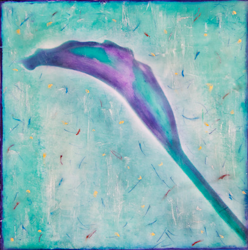 Calla - Botanica