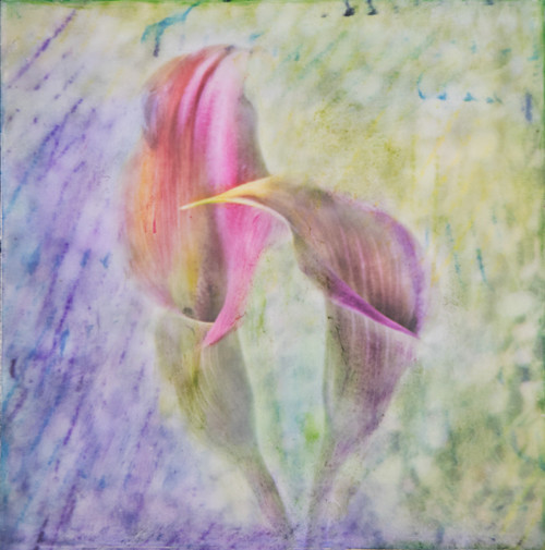 Two Callas - Botanica