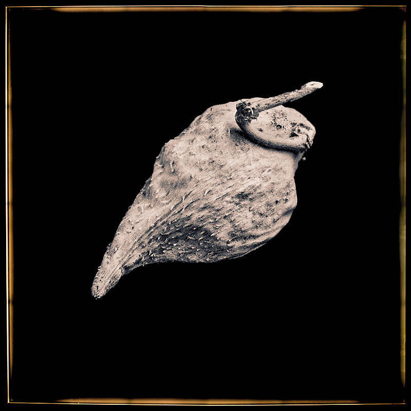 Milkweed Pod - Pods and Seeds