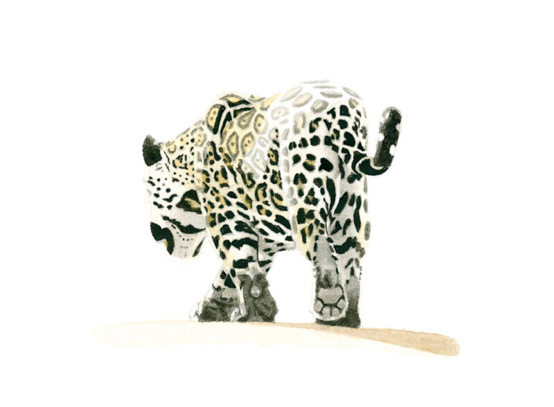 Onça-pintada / Jaguar - Aquarela / Watercolour