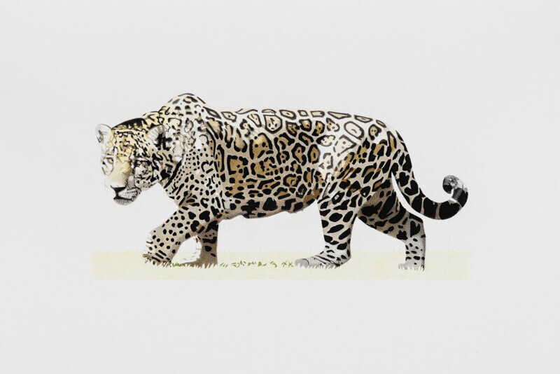 Onça_Pintada III / Jaguar III - Aquarela / Watercolour