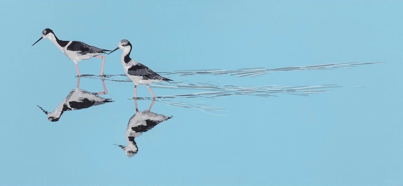 Pernilongos-de-costas-brancas / White-backed stilts - Acrílico sobre água / Acrilic on water