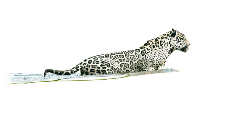 Onça-pintada II / Jaguar II - Aquarela / Watercolour
