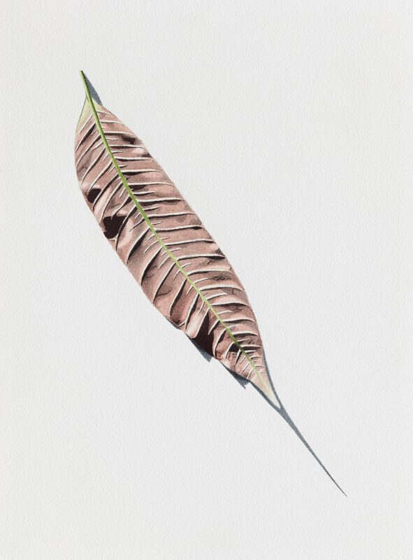 Folha de mangueira / Mango leaf - Aquarela / Watercolour