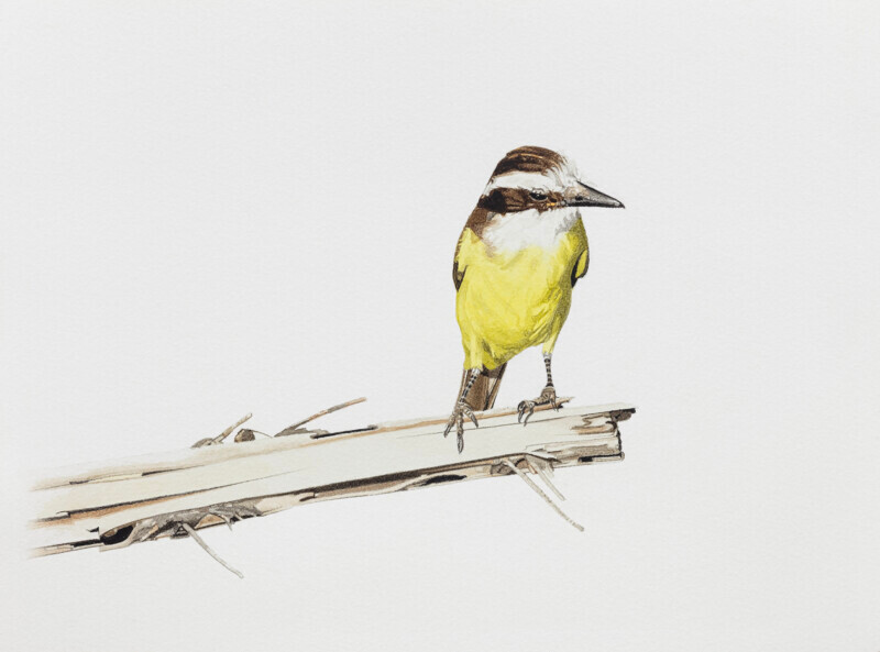Bem-te-vi / Great kiskadee - Aquarela / Watercolour