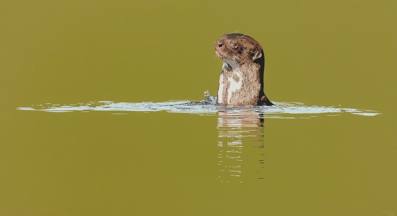 Ariranha II / Giant otter II - Acrílico sobre água / Acrilic on water