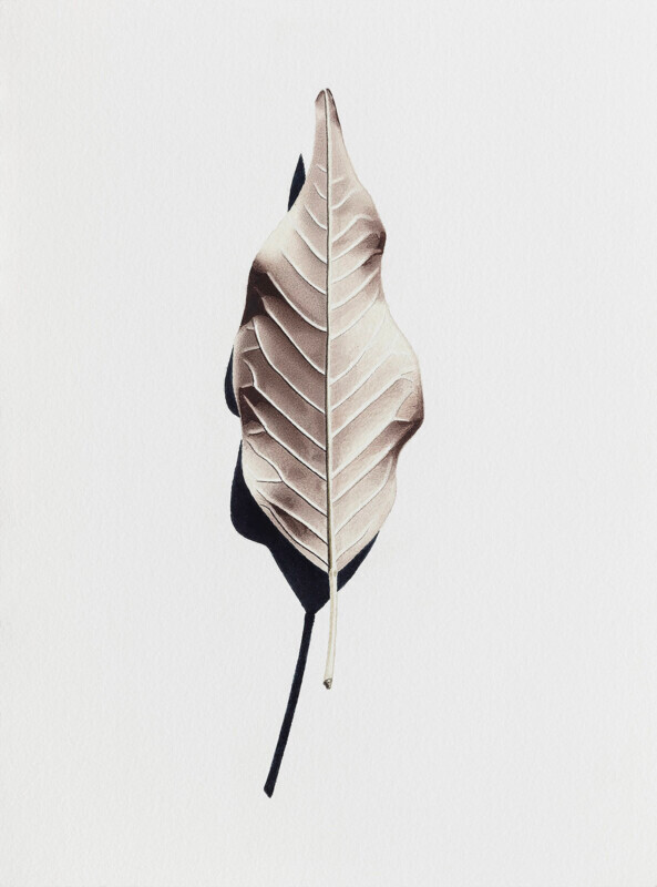 Folha de ipê-rosa / Leaf of a pink ipê tree - Aquarela / Watercolour
