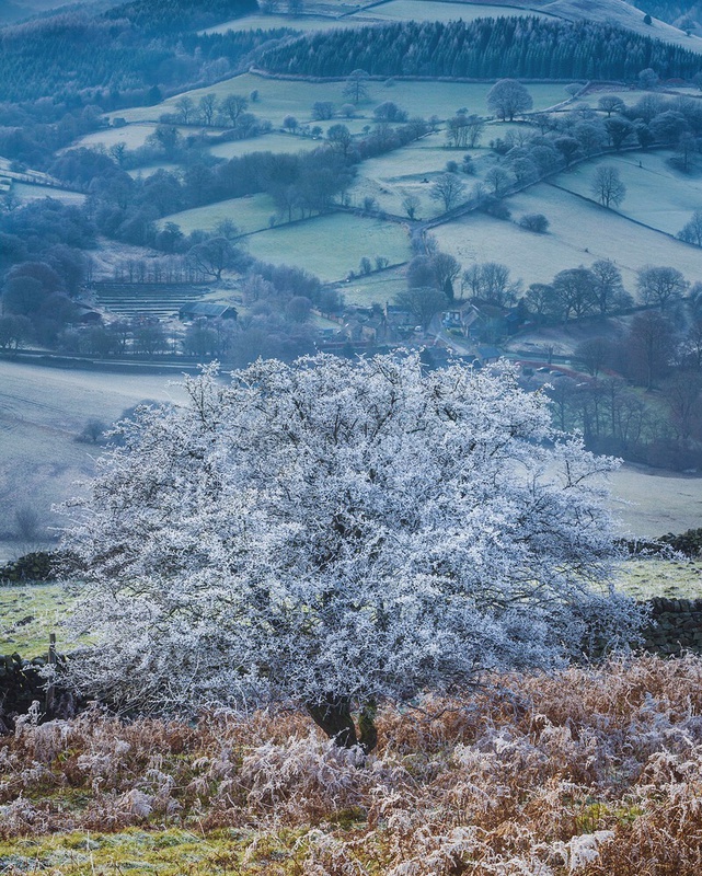 Hoar Frost - Portfolio
