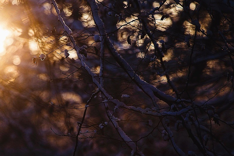 Winter light - Portfolio