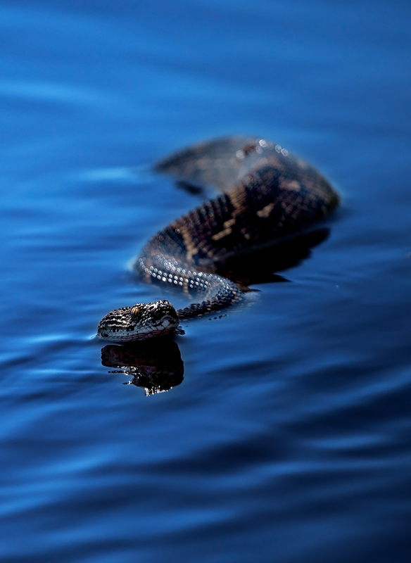 Puff Adder - Portfolio
