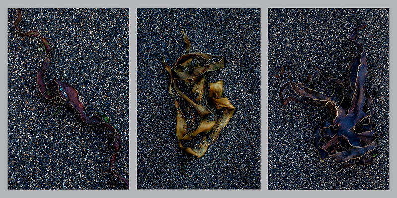 Seaweed - Portfolio
